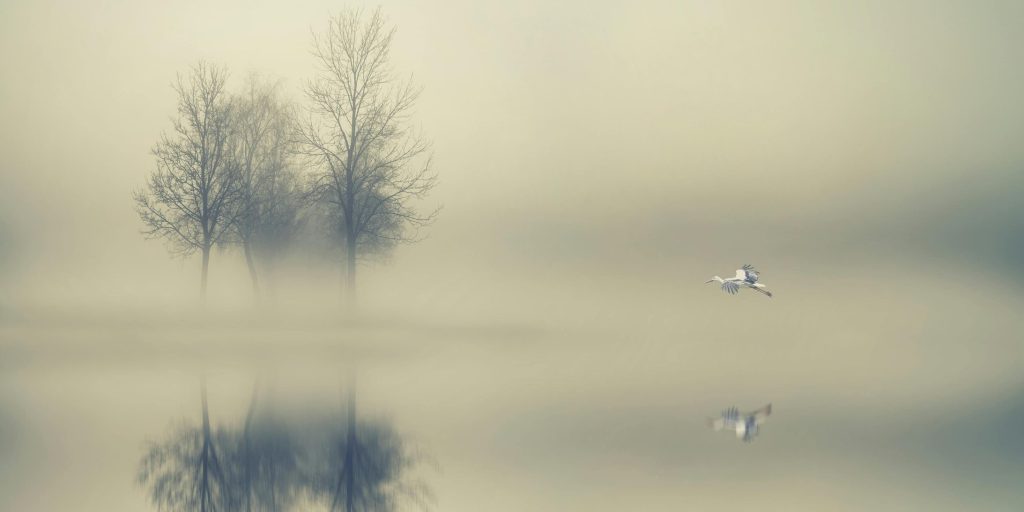 A lone bird flies across a still lake, flanked by leafless trees shrouded in morning mist, their reflections softened on calm water.