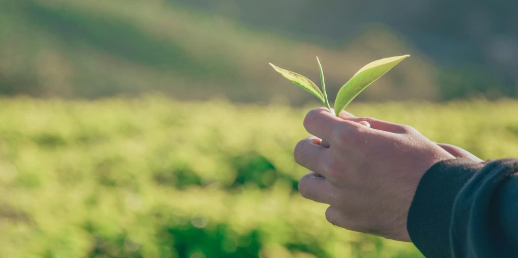 Close-up of a hand gently holding a young green sprout with two leaves against a blurred field background.