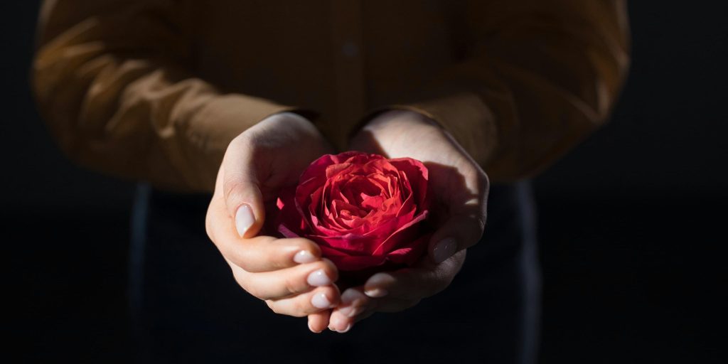 A pair of gentle hands cupping a vibrant red rose, symbolizing kindness and care.