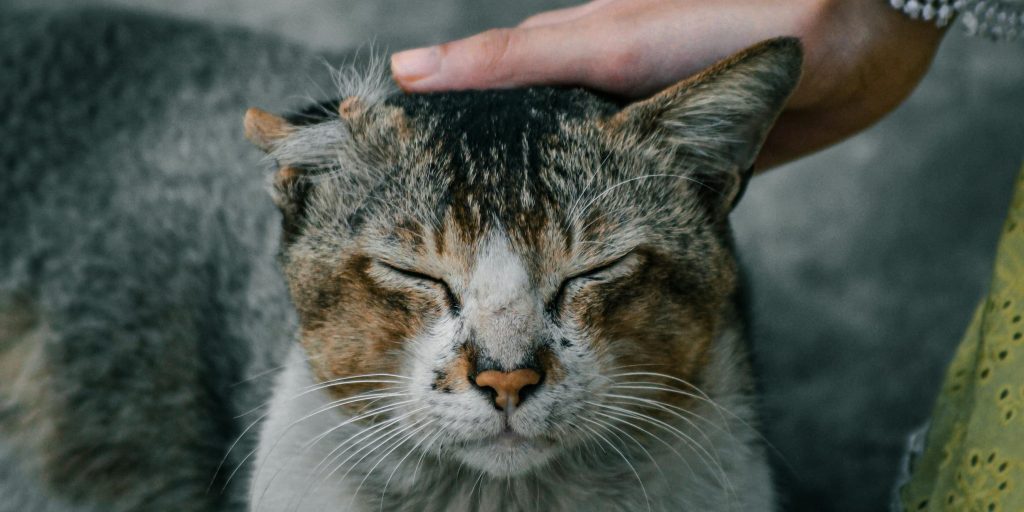 A close-up of a person gently petting the head of a content stray cat with closed eyes, radiating peace and trust.