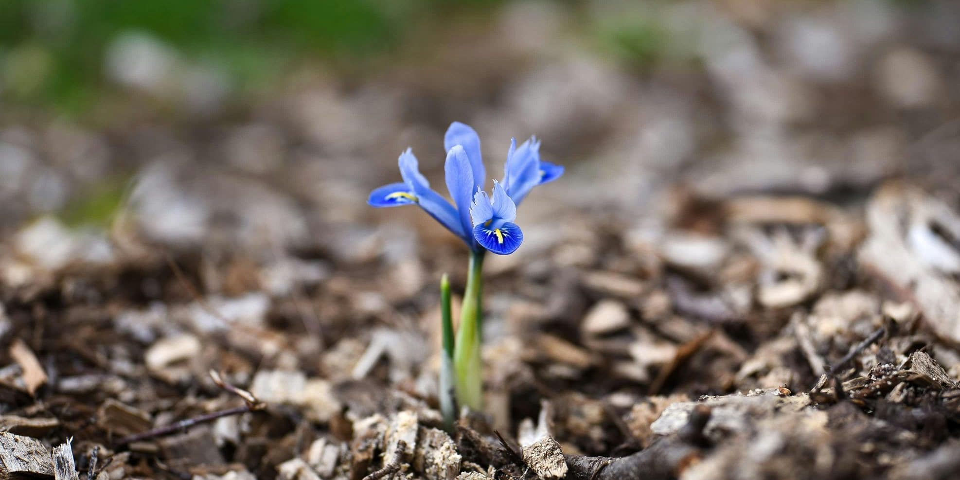 A single blue flower blooming from dry, broken soil, symbolizing resilience and renewal after hardship.